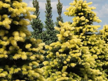 Smrek biely 'Maigold'