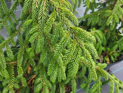 Smrek východný 'Aureospicata'