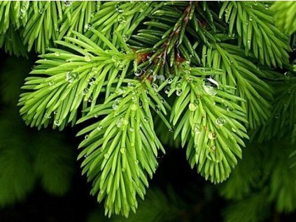 Smrek obyčajný 'Nidiformis'
