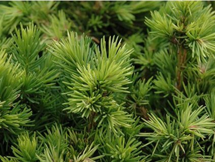 Smrek obyčajný 'Tompa'