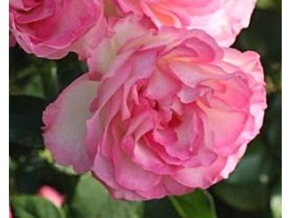 Stromčeková ruža 'Bordüre Rose' (Tvar kmienok 110cm)