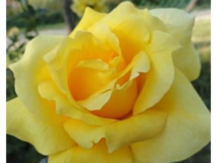 103788 stromcekkova ruza golden parfum