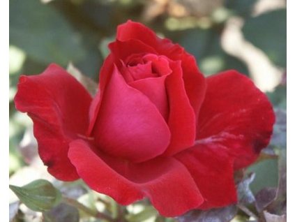 103791 stromcekkova ruza chrysel imperial