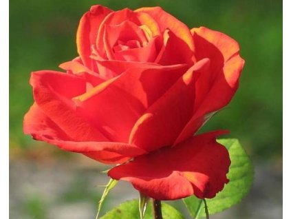 103797 stromcekkova ruza lidka