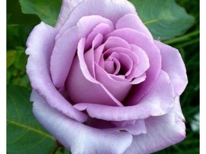 103806 stromcekkova ruza sissi