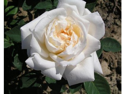 Stromčeková ruža 'White Crystal' (Balenie kontajner C7,5)