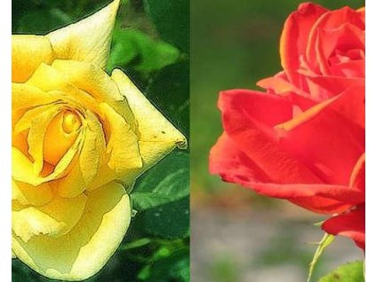 103815 stromcekkova ruza landora a lidka