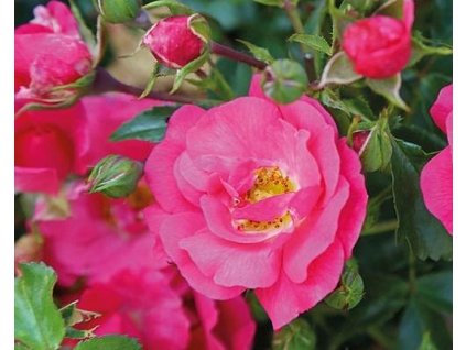 Stromčeková ruža previslá 'Meintraum' (Balenie kontajner, kmienok 110cm)