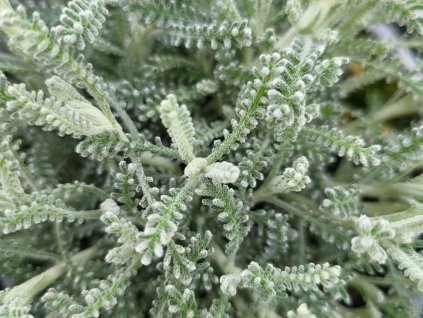 Santolina cypruštekovitá - Santolina chamaecyparissus ssp. tomentosa