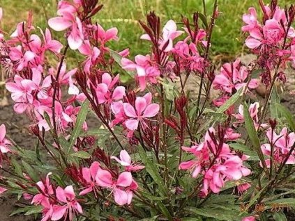 Gaura lindheimeri  'Pink Dwarf'