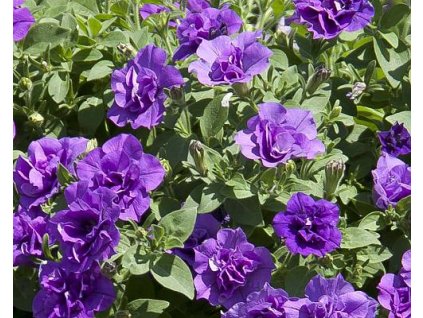 Petúnia 'SweetSunshine® Provence' - Petunia hybrida 'SweetSunshine® Provence'