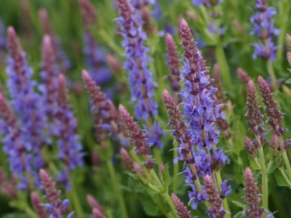 Šalvia hájna 'Blauhügel' - Salvia nemorosa 'Blauhügel'