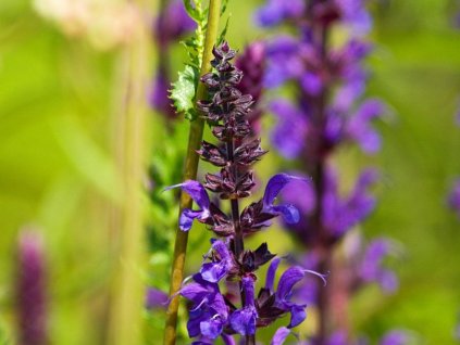 Šalvia hájna'Mainacht' C2 - Salvia nemorosa 'Mainacht'