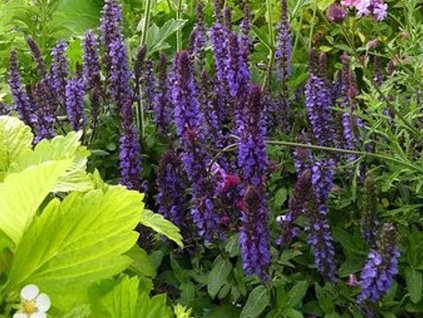 Šalvia hájna 'Merleau Blue' - Salvia nemorosa 'Merleau Blue'