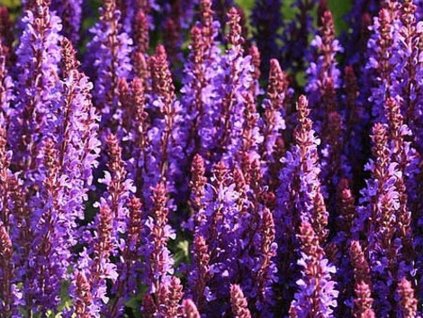 Šalvia hájna 'Sensation® Compact Deep Blue' - Salvia nemorosa 'Sensation® Compact Deep Blue'