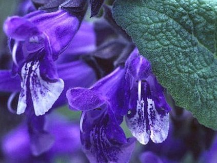 Šalvia himalajská - Salvia hians