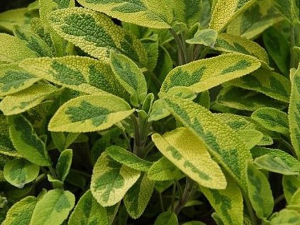 Šalvia lekárska 'Aureomaculata' - Salvia officinalis 'Aureomaculata'