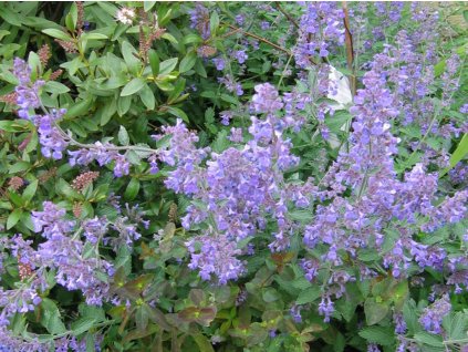 Kocúrnik záhradný 'Mussinii' - Nepeta x faassenii mussinii