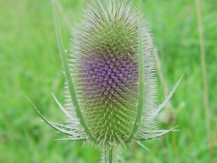 Štětka planá - Dipsacus fullonum