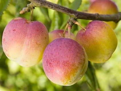 Ringlota 'Excalibur'