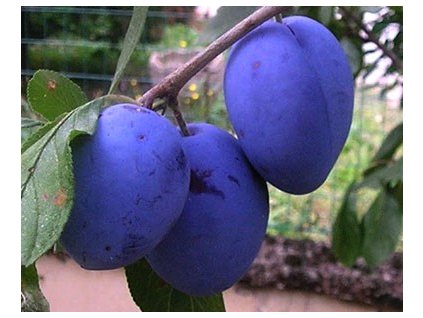 Slivka 'Grose di Felicia'