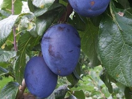 Slivka 'Topgigant Plus'