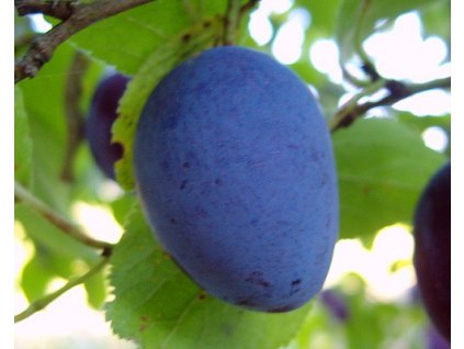 Slivka zakrslá 'Bühler'