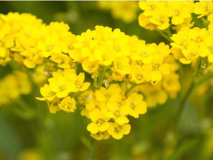 Tarica skalná 'Sulphureum' - Alyssum (AURINIA) saxatile 'Sulphureum'
