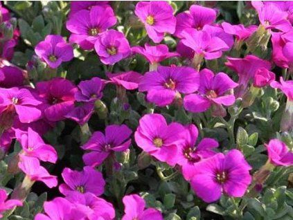 florado