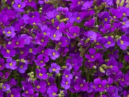 Tarica x cultorum 'Cascade Purple' - Aubrieta x cultorum 'Cascade Purple'