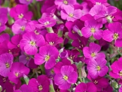 Tarica x cultorum 'Dark Red Audeldare' - Aubrieta x cultorum Axcent Dark Red 'Audeldare'