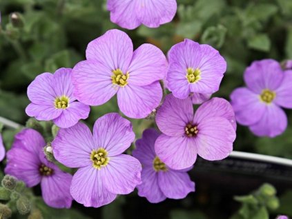 Tarica x cultorum 'Hendersonii' - Aubrieta x cultorum 'Hendersonii'