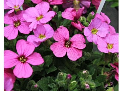 Tarica x cultorum 'Regado Rose' - Aubrieta x cultorum 'Regado Rose'