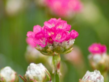 Trávnička prímorská 'Armada Pink' - Armeria maritima 'Armada Pink'