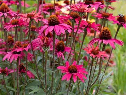 Echinacea 'Glowing Dream' - Echinacea 'Glowing Dream'