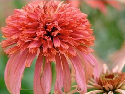 Echinacea 'Guava Ice'