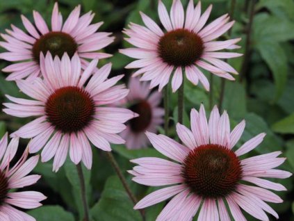 Echinacea 'Hope'