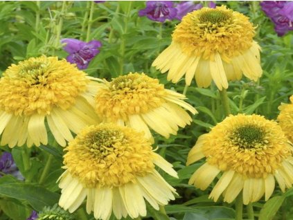 Echinacea 'Meteor Yellow'