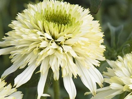 Echinacea 'Mozzarella'