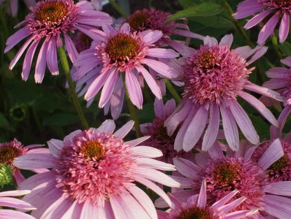 Echinacea 'Pink Sorbet'