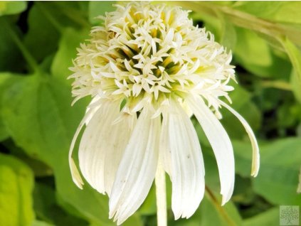 Echinacea 'White Double DeLight' - Echinacea 'White Double DeLight'