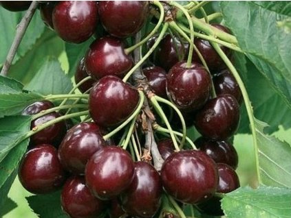 Čerešňa 'Garden Bing'