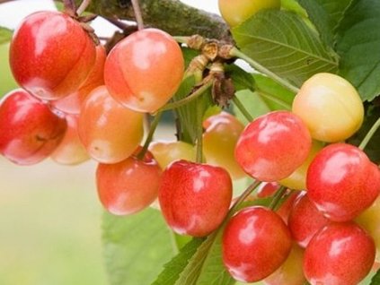 Čerešňa 'Napoleonova - compact'