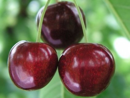 Čerešňa 'Sylvia'