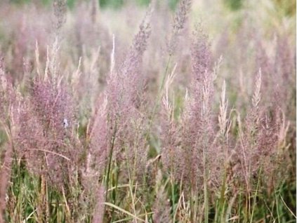 Smlz trsťovníkovitý - Calamagrostis arundinacea