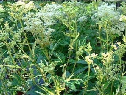 Túžobník brestový 'Variegata' - Filipendula ulmaria 'Variegata'