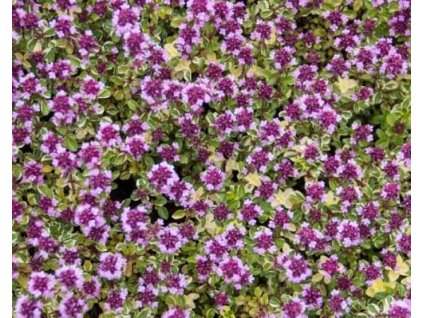 Tymián obyčajný 'Foxley'