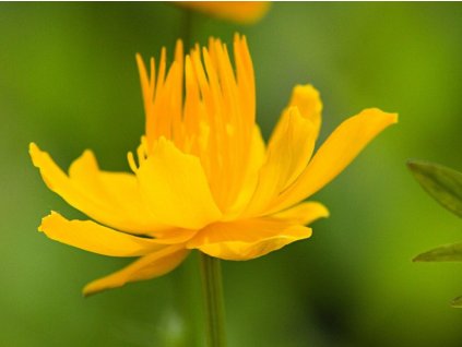Úpolín čínsky 'Goldkonigin' - Trollius chinensis 'Goldkonigin'