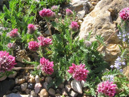 Úročník horský 'Rubra' - Anthyllis montana 'Rubra'