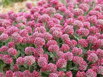 Úročník horský 'Rubra' - Anthyllis montana 'Rubra'